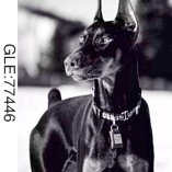 Доберман 40х50 оптом, фото 13516