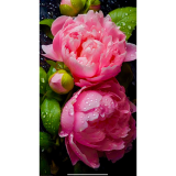 Алмазна мозаїка квіти Півонії 40*50 см