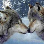 Волки 40х50 оптом, фото 63шщ6783