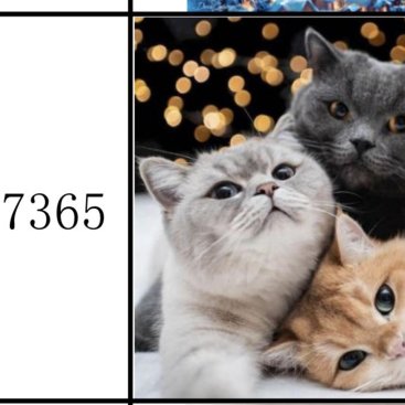 3 котика 40х50 оптом, фото 12341