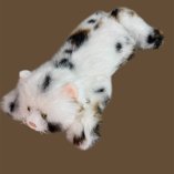 Кот пушистик 65 см оптом,фото 2101