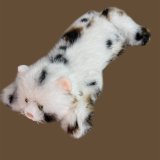 Кот пушистик 65 см оптом,фото 2101