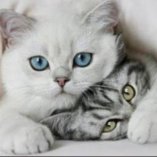 Котики 30х40 оптом, фото 144511
