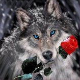 Волк с розой 40х50 оптом, фото 7941